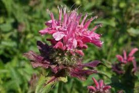 Monarda 'Marshall's Delight' P9 - afbeelding 3