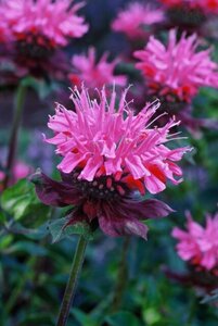 Monarda 'Marshall's Delight' P9 - afbeelding 4