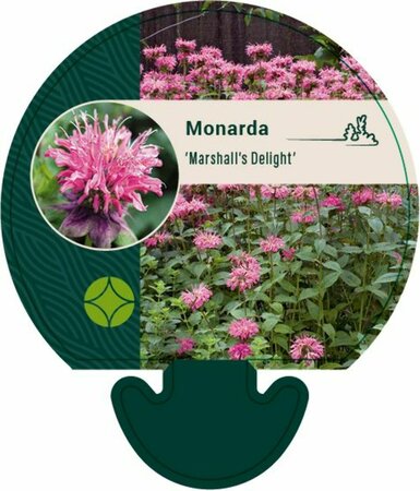 Monarda 'Marshall's Delight' P9 - afbeelding 1