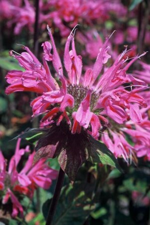 Monarda 'Marshall's Delight' P9 - afbeelding 5