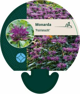 Monarda 'Prärienacht' P9