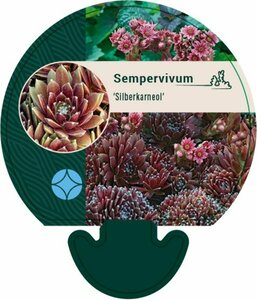 Sempervivum 'Silberkarneol' P9 - afbeelding 5