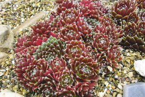 Sempervivum 'Silberkarneol' P9 - afbeelding 3