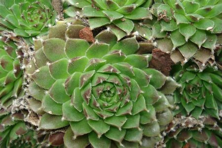 Sempervivum 'Silberkarneol' P9 - afbeelding 4