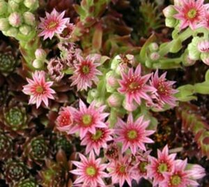 Sempervivum 'Silberkarneol' P9 - afbeelding 2