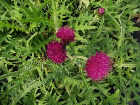 Cirsium rivulare 'Atropurpureum' P9 - afbeelding 2