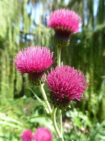 Cirsium rivulare 'Atropurpureum' P9 - afbeelding 3