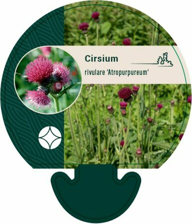 Cirsium rivulare 'Atropurpureum' P9 - afbeelding 1