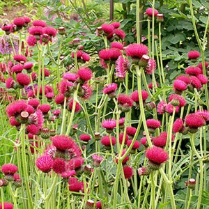 Cirsium rivulare 'Atropurpureum' P9 - afbeelding 4