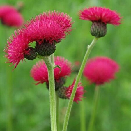 Cirsium rivulare 'Atropurpureum' P9 - afbeelding 5