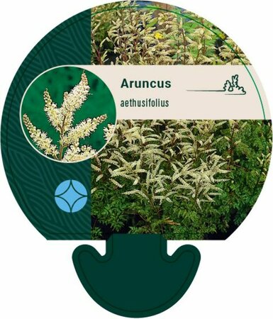 Aruncus aethusifolius P9 - afbeelding 4