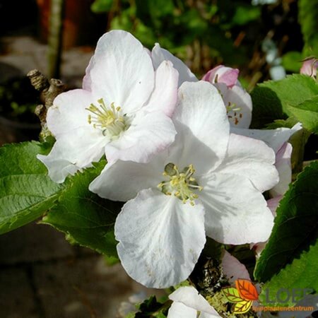 Malus domestica 'Summerred' 80/100 C. - afbeelding 2