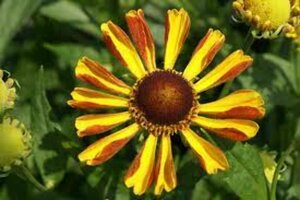 Helenium 'Rauchtopas' P9 - afbeelding 1