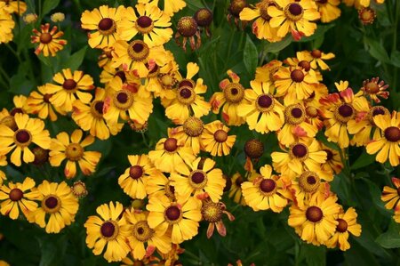 Helenium 'Rauchtopas' P9 - afbeelding 2