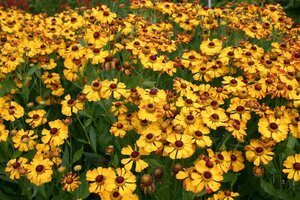 Helenium 'Rauchtopas' P9 - afbeelding 3