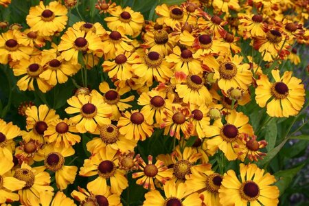 Helenium 'Rauchtopas' P9 - afbeelding 4