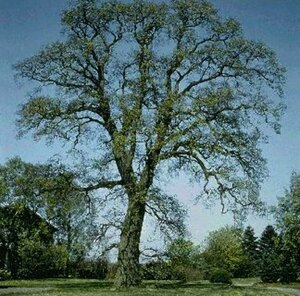 Quercus robur 14-16 C. - afbeelding 1