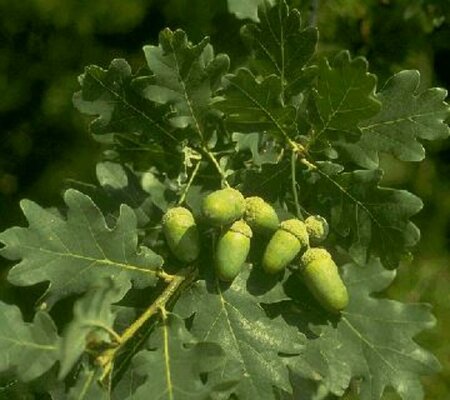 Quercus robur 14-16 C. - afbeelding 2