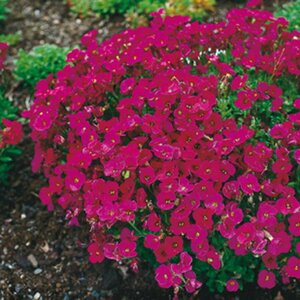 Aubrieta 'Cascade Red' P9 - afbeelding 2