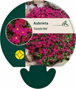 Aubrieta 'Cascade Red' P9 - afbeelding 1