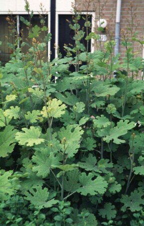 Macleaya cordata P9 - afbeelding 1