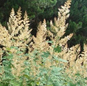 Macleaya cordata P9 - afbeelding 2