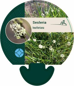 Sesleria heufleriana P9