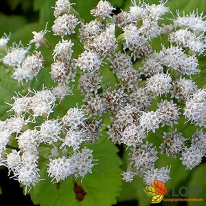 Eupatorium rugosum 'Braunlaub' P9 - afbeelding 1