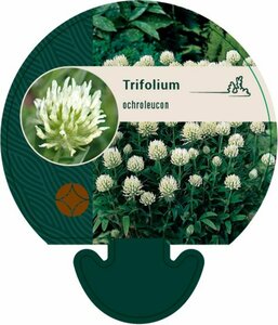 Trifolium ochroleucon P9 - afbeelding 3