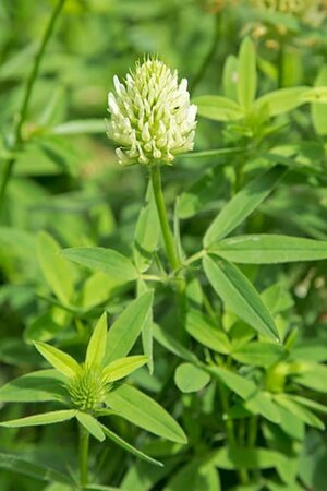 Trifolium ochroleucon P9 - afbeelding 1