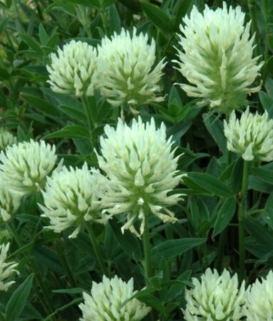 Trifolium ochroleucon P9 - afbeelding 2