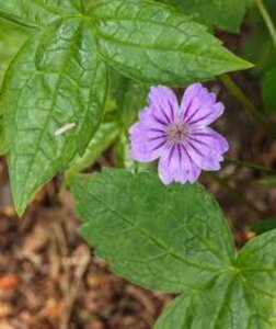 Geranium nodosum 'Clos du Coudray' P9