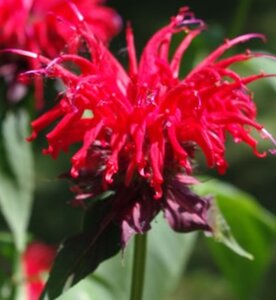 Monarda 'Gardenview Scarlet' P9 - afbeelding 2