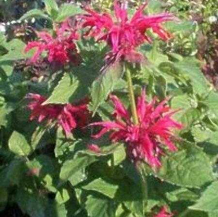 Monarda 'Gardenview Scarlet' P9 - afbeelding 4