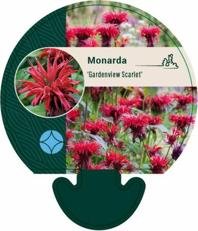 Monarda 'Gardenview Scarlet' P9 - afbeelding 1