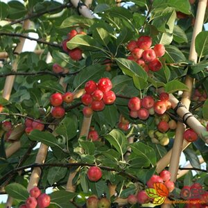 Malus 'Red Sentinel' 12-14 C. - afbeelding 4