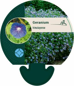 Geranium himalayense P9 - afbeelding 4