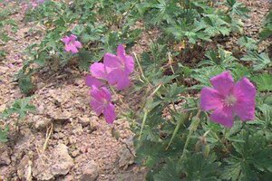 Geranium himalayense P9 - afbeelding 1