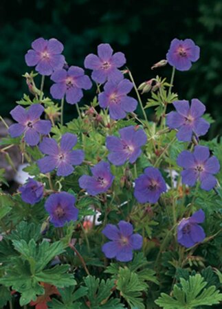 Geranium himalayense P9 - afbeelding 2