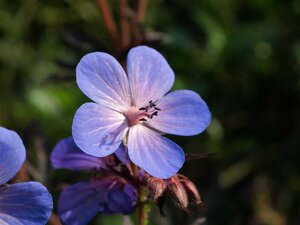 Geranium himalayense P9 - afbeelding 3