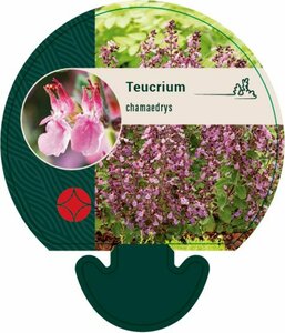 Teucrium chamaedrys P9 - afbeelding 2