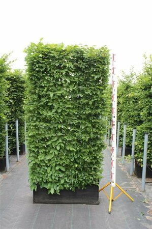 Carpinus betulus 175/200 C. - afbeelding 6