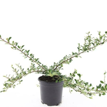 Cotoneaster radicans 'Eichholz' C1.5 - afbeelding 6