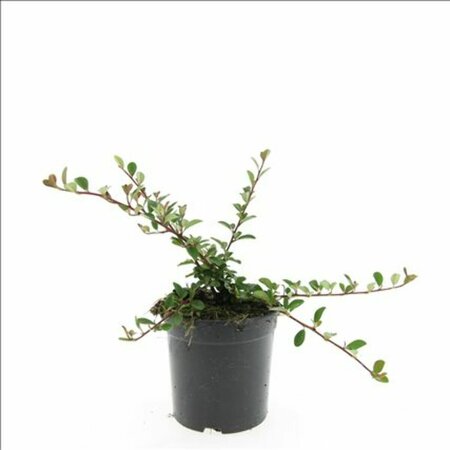 Cotoneaster radicans 'Eichholz' C1.5 - afbeelding 2