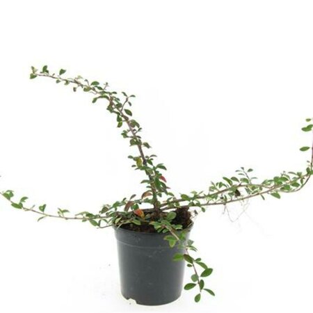 Cotoneaster radicans 'Eichholz' C1.5 - afbeelding 3