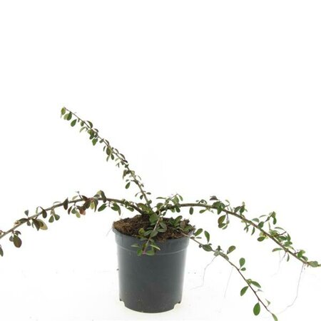 Cotoneaster radicans 'Eichholz' C1.5 - afbeelding 5