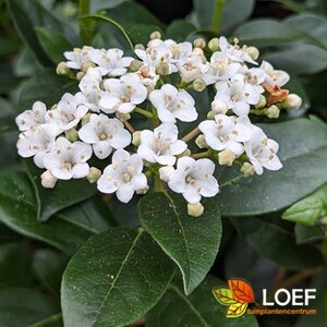 Viburnum tinus 'Eve Price' 60/80 C. - afbeelding 2