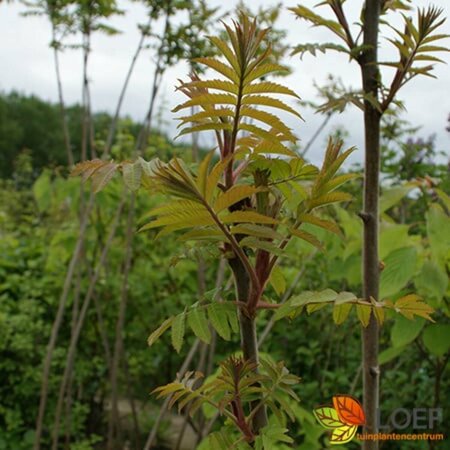 Rhus typhina 12-14 C. HO.