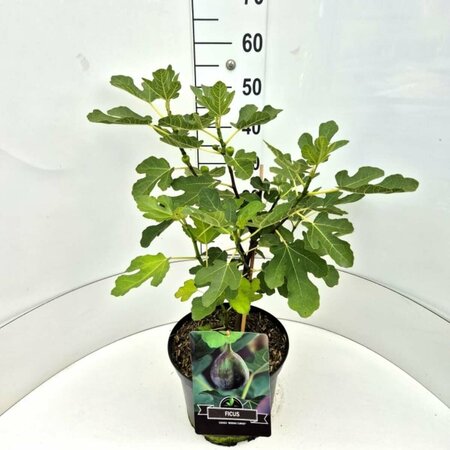 Ficus carica 'Brown Turkey' 40/50 C. - afbeelding 2