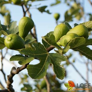 Ficus carica 'Brown Turkey' 40/50 C. - afbeelding 1